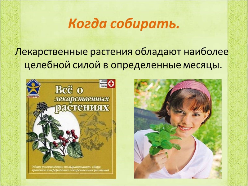 Когда собирать. Лекарственные растения обладают наиболее целебной силой в определенные месяцы.